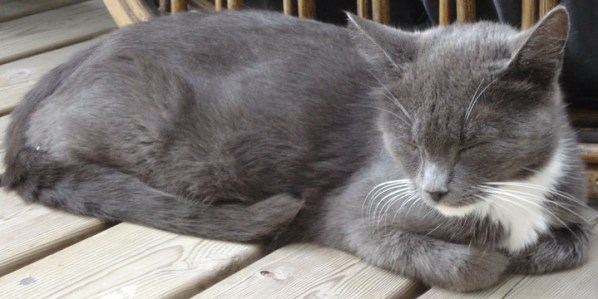 katze-katzenhalter-katzenhalterin